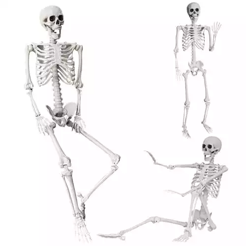 Life Size Halloween Skeleton Prop