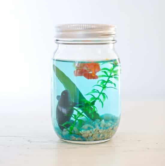 Mason jar Aquarium