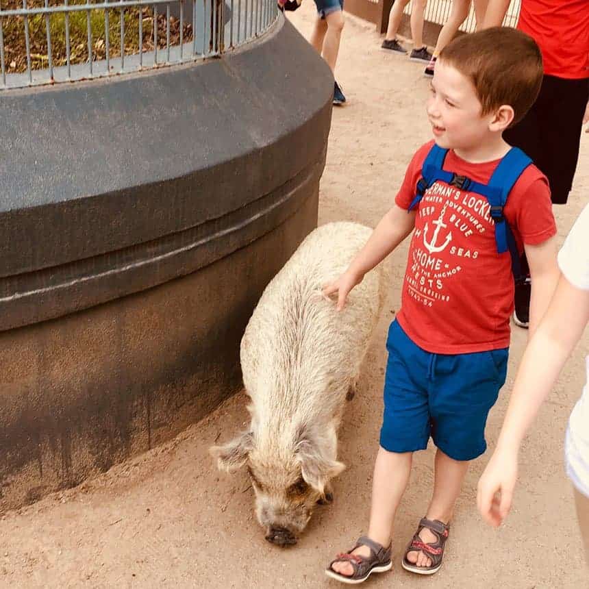 Another reason to spend some time at Rafiki's Planet Watch is the Affection Section.