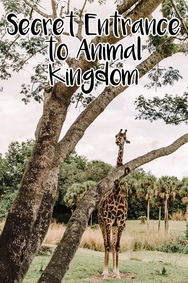 Beat the crowds by using this Animal Kingdom secret entrance that not many people know about!
