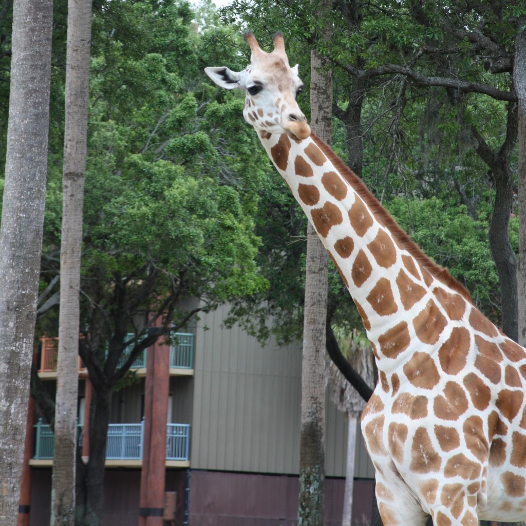 When it rains in Disney World go and look around the Resort Hotels