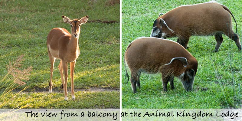 Animals roam outside your balcony at the Animal Kingdom Lodge