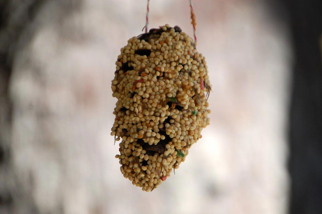 10 Easy Ways to Make Your Own Bird Feeder with Your Kids