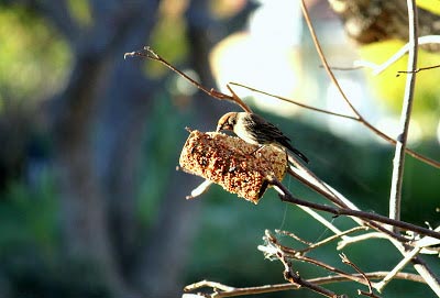 Toilet Paper Roll Bird Feeder