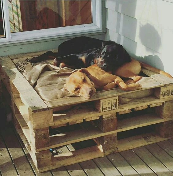 Build a one-of-a-kind haven for your furry friend with our DIY pallet dog houses and beds! 🐶✨ This guide offers step-by-step instructions and a collection of video tutorials to help you craft stylish and secure pet homes. Whether you're new to woodworking or a seasoned pro, find innovative solutions that fit your pet's needs and elevate your outdoor space. Explore these charming designs and create a perfect retreat for your pup today! 🌟 #DogHouseDIY #PalletProjects #FurryFriendHome