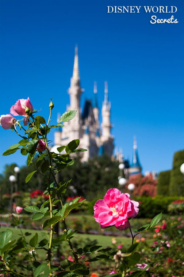Disney World Secrets