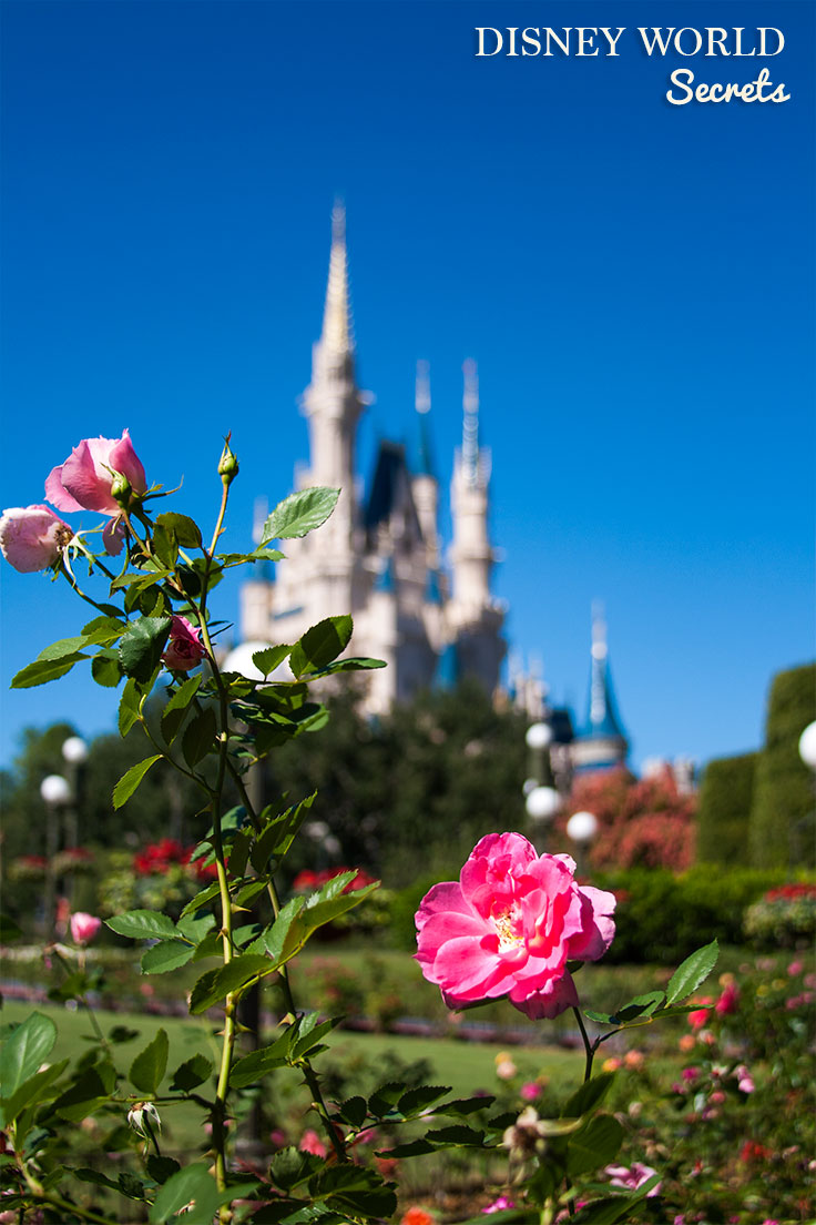 Don't miss these great Disney World secrets to help you get the most out of your vacation