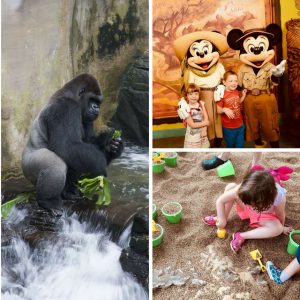 Disneys Animal Kingdom for Preschoolers