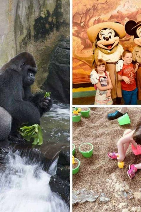 Disneys Animal Kingdom for Preschoolers