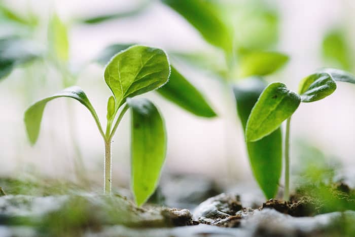 Gardening is a great stress reliever for several reasons.  