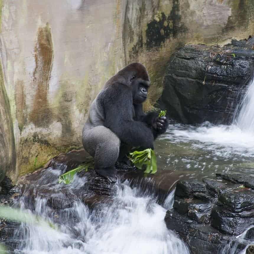 After your safari guide drops you off in Harambe village you'll find the entrance to the Gorilla Falls Exploration Trail. 