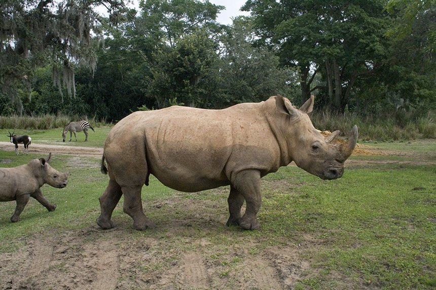 The Kilimanjaro Safaris is a wonderful attraction for preschoolers and grown-ups to enjoy together. 