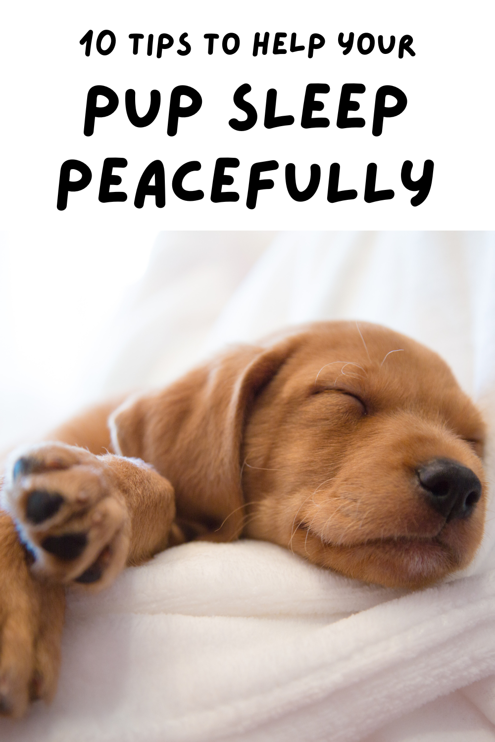 Discover the secrets to a peaceful night's sleep for your furry friend with these 10 essential tips! 🌟 From creating a cozy sleeping space to establishing a calming bedtime routine, we've got you covered! 🐾💤
