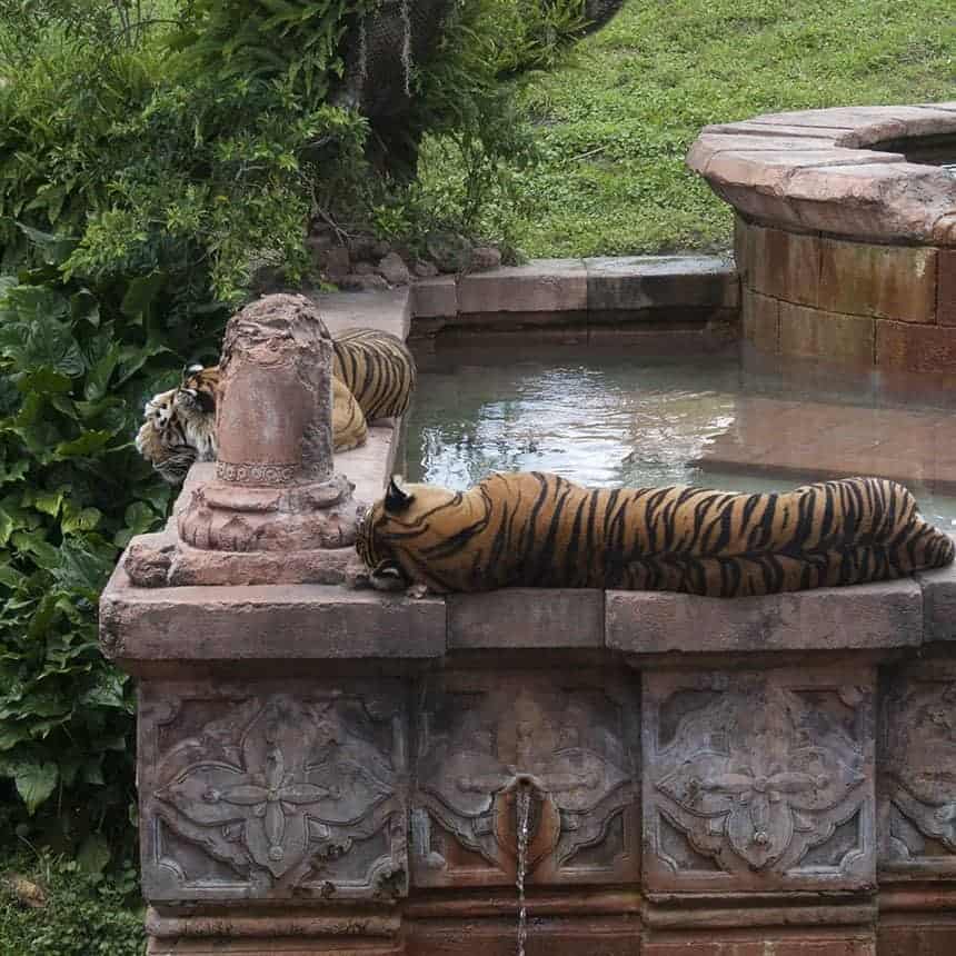 The Maharajah Jungle Trek is another walk through attraction, but this time you'll see animals native to Asia including a Komodo dragon, bats and tigers!