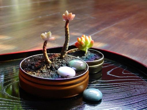 Altoid Tin: Grow a miniature garden