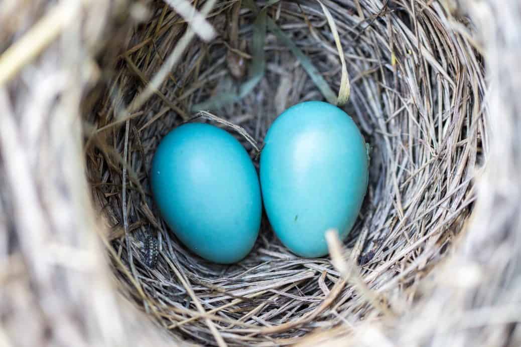 Twin Essentials: What You Really Need to Know if You're Expecting Twins!