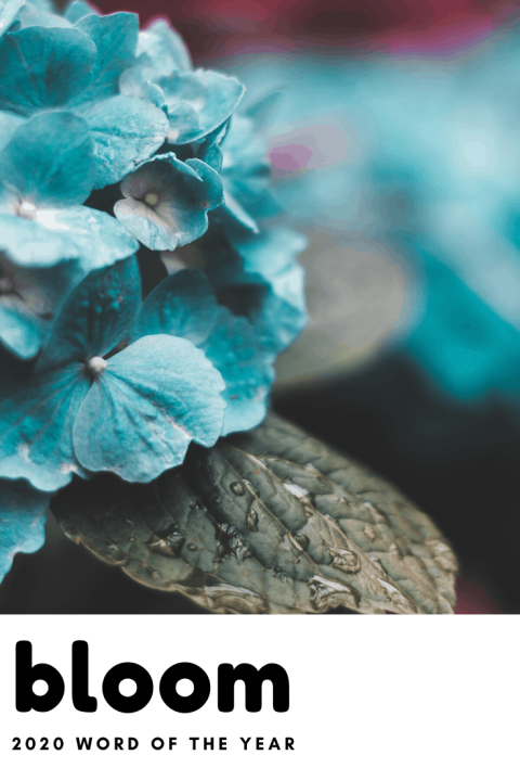 My word of the year for 2020 is bloom - find out why I chose it