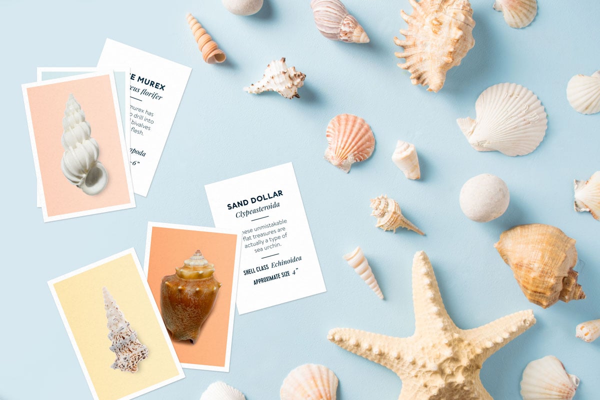 These flashcards are a perfect way to learn about seashells