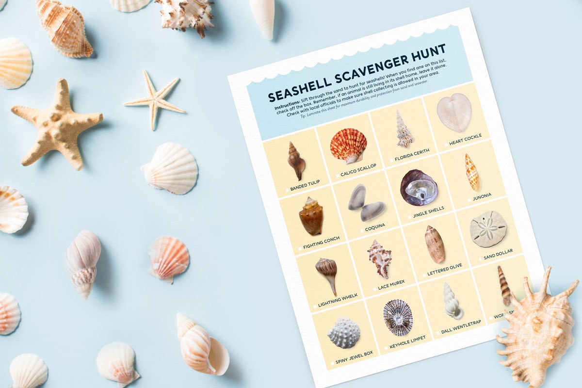 Try this fun seashell scavenger hunt next time you're on the beach