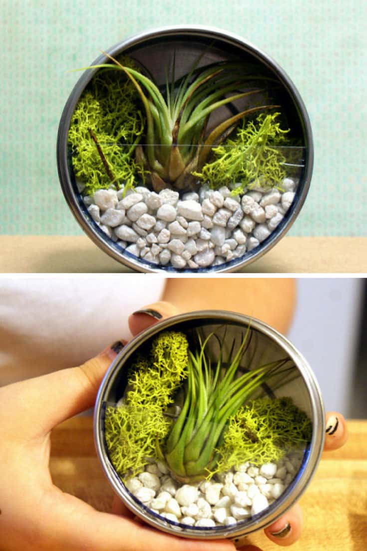 DIY Terrarium Magnets