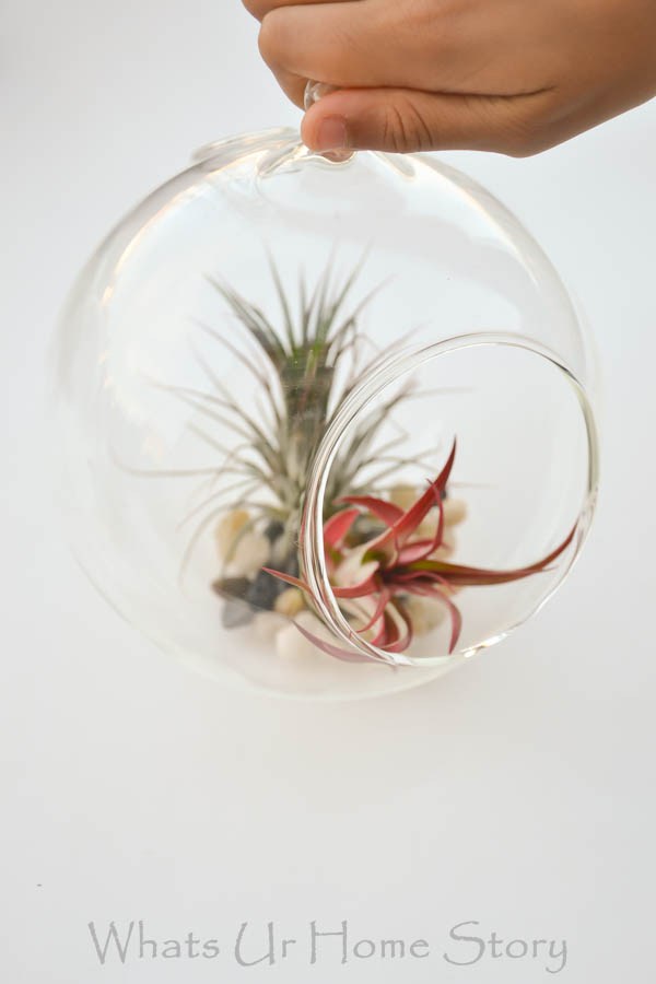 Unique Terrarium Ideas | Succulents | DIY | Glass Planters | Unique Wedding Favors