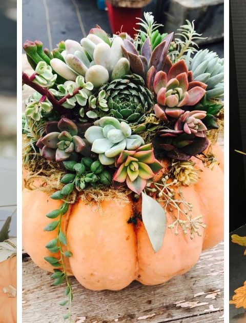 Want to create beautiful pumpkin flower arrangements this fall? Learn how to make a pumpkin flower arrangement with our simple guide! ?? Perfect for any occasion, these fall flower arrangements in pumpkins can be made with real or fake pumpkins. ? Whether you're looking for a pumpkin with flowers on top or a full arrangement inside, these tips will help you craft the perfect centerpiece. Elevate your autumn decor with these creative DIY projects! ?✨ #PumpkinDecor #DIYArrangements #FallFlowers