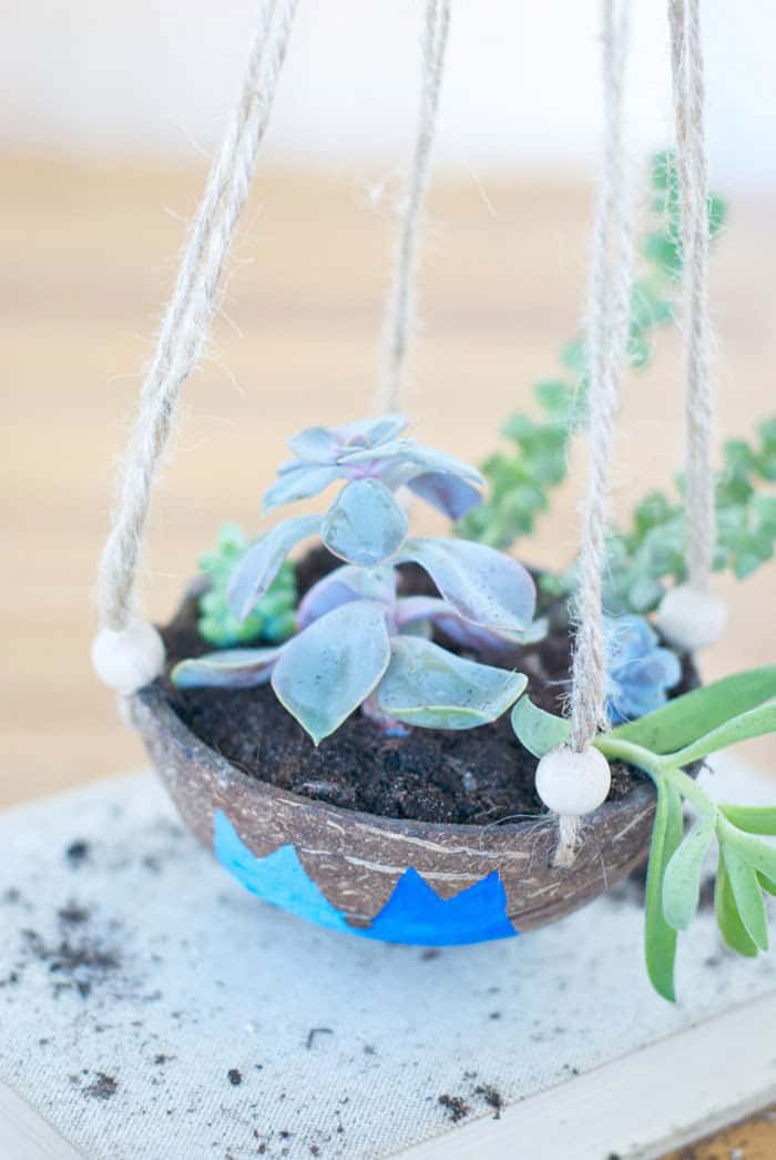 Coconut Hanging Planter