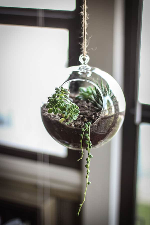 Make Your Own Succulent Terrarium and Planter
