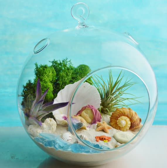 Mermaid Beach Terrarium Kit