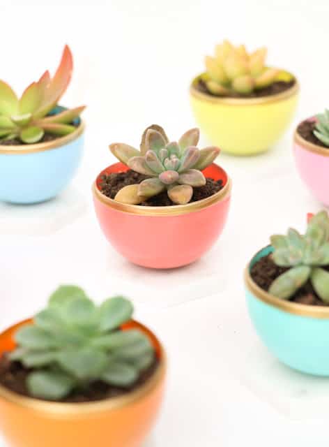 Make mini succulent planters for your desk