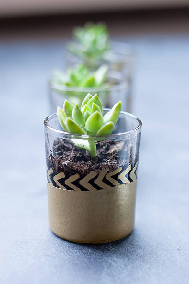 Make mini succulent planters as party favours