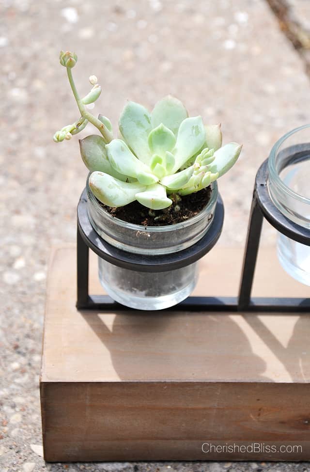 Repurpose a stylish candle holder as a planter