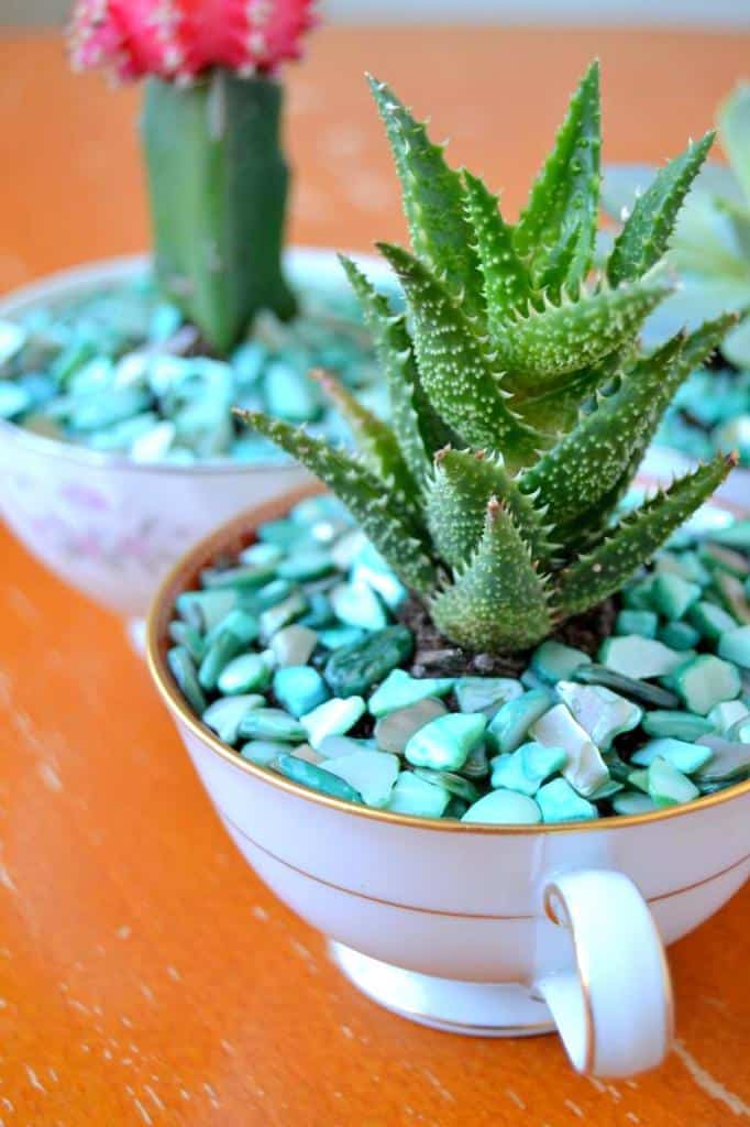 Upcycle some vintage teacups into succulent planters